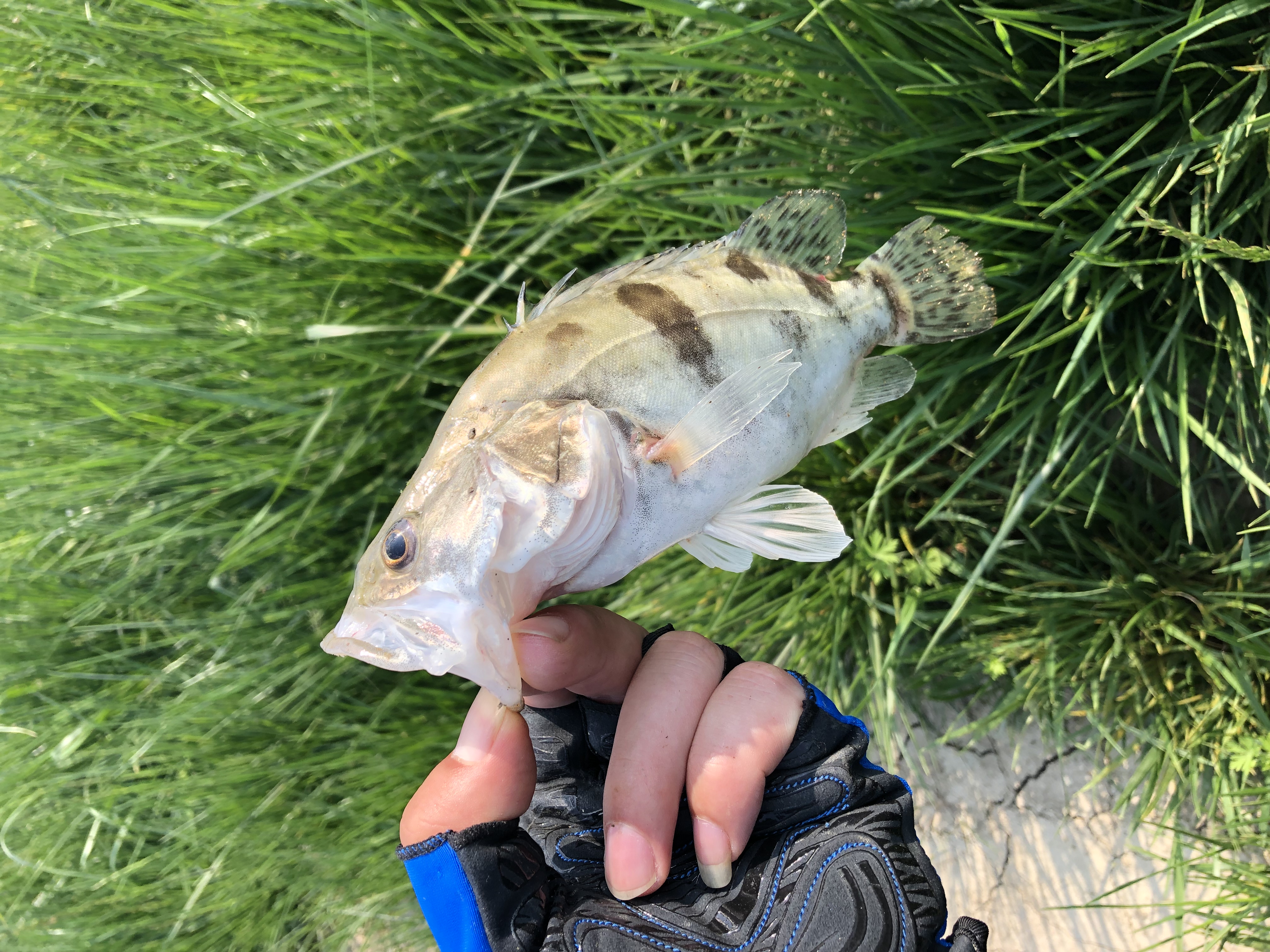 卡斯丁猎鹰微物水滴轮价格,猎鹰微物水滴轮怎么样