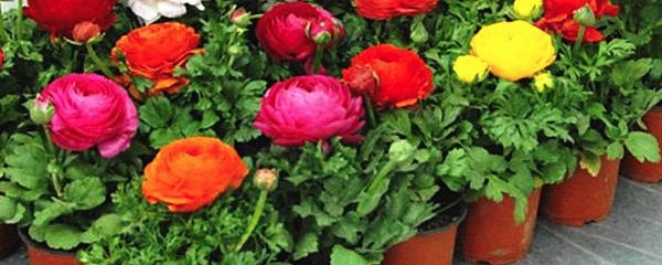 盆栽牡丹花的方法图解,盆栽牡丹花种植视频