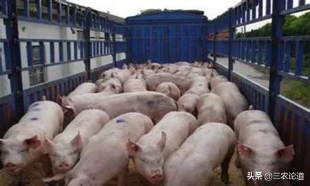 兽用疫苗生产企业名单查询,生产兽用疫苗企业有多少家