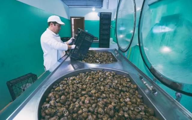 深圳鱼子酱食材,中国顶级食材鱼子酱