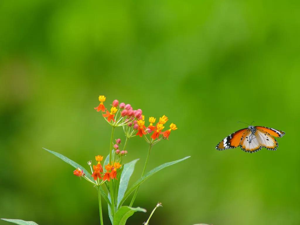 鏃跺厜绱犵畝宀佹湀鏆楅鍏ㄦ枃,鏃跺厜绱犵畝鑽夋湪鐢熼
