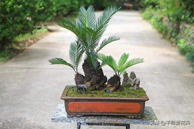 铁树不生根怎么办,铁树不茂怎么办