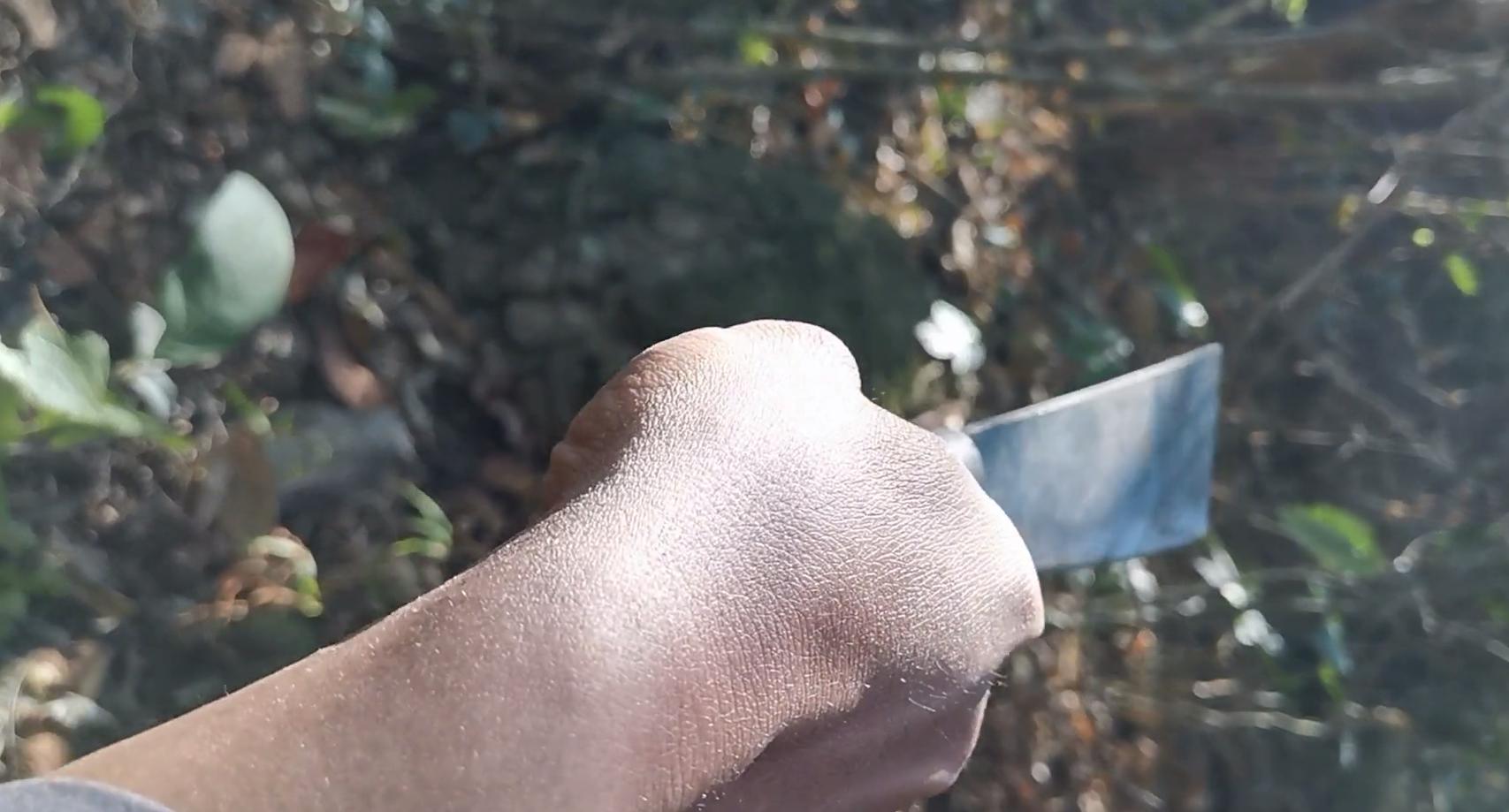 男子山里捡到乌龟养了七年照片,爬山捡到乌龟