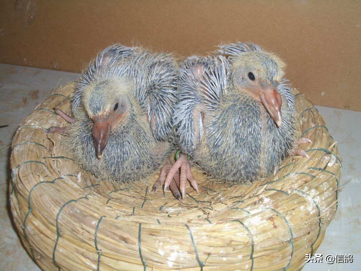 幼鸽饲养管理视频,幼鸽怎样管理和饲养