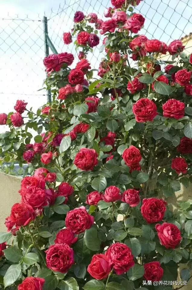 这十种爬藤花一开就是三年,3种极品爬藤花30天爬满庭院农村