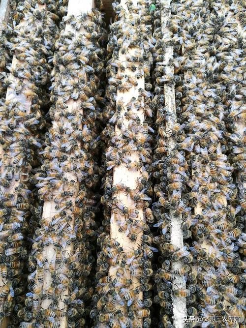 中蜂养蜂知识和技术视频,中蜂养殖技术养蜂工具