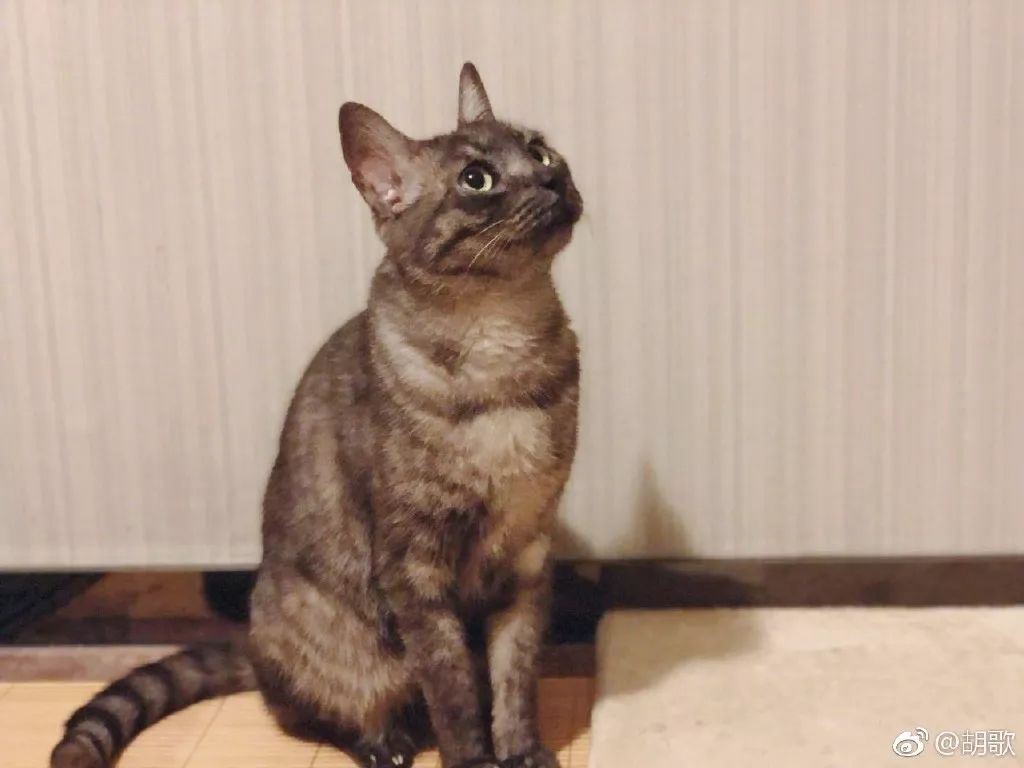 胡歌彭于晏和我,胡歌我和我的父辈