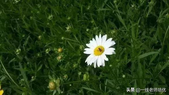 形容小花小草茂盛的好词好句,形容小草发芽的好句好段