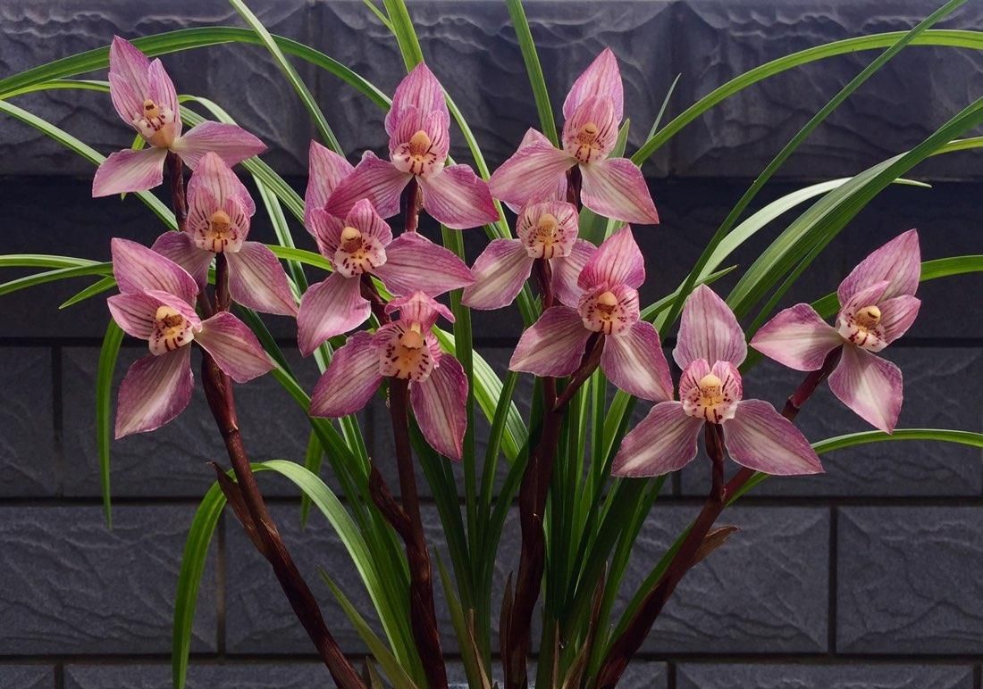 四川下山的一颗翻版蝉翼红荷，后来成为兰家争相收藏的精品