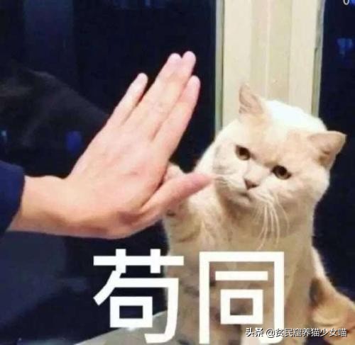 猫咪最喜欢的玩具排行榜,猫咪玩具红黑榜