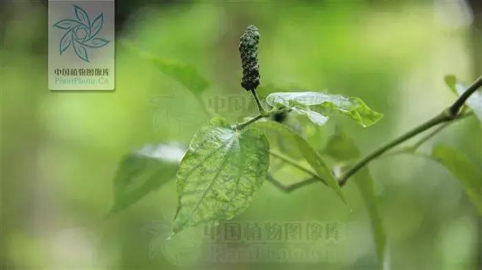 黑胡椒白胡椒香料介绍,山胡椒怎么分白胡椒和黑胡椒