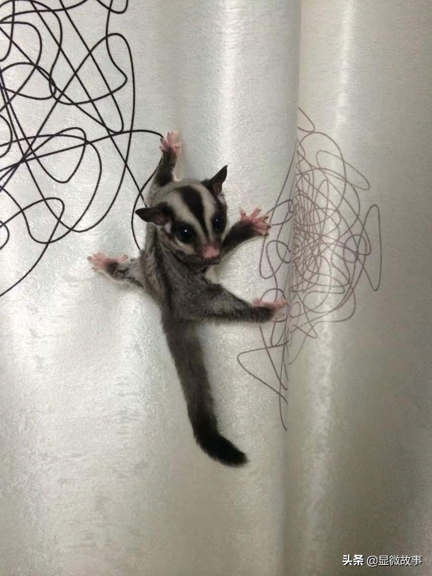 不粘人、难伺候、长得丑，但我就要养它