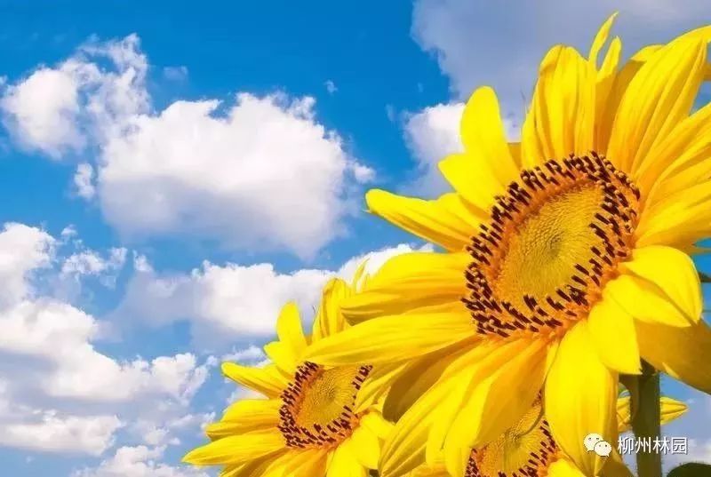 父亲节折什么花给父亲好,父亲节送给父亲什么