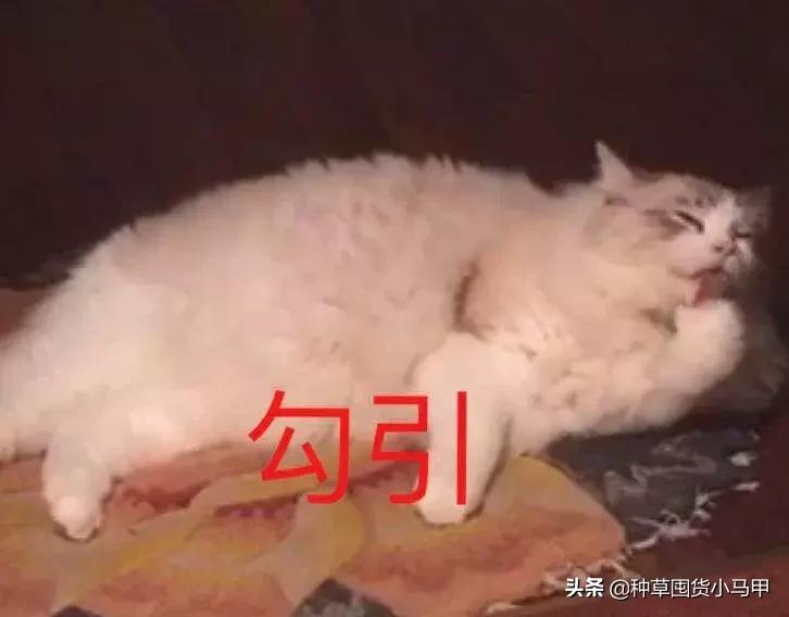 打假网红产品有哪些人,网红打假是真的还是假的