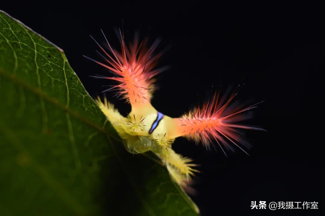 第16届国际摄影艺术展获奖作品,第29届全国摄影艺术展览作品集