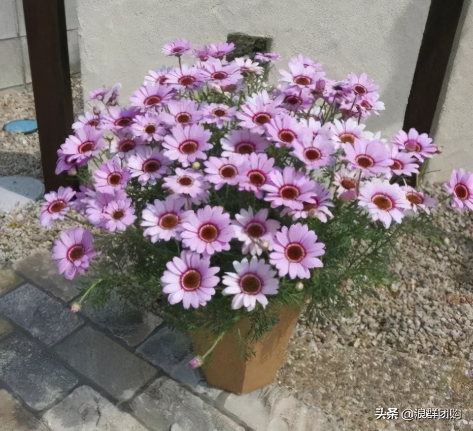 玛格丽特从打顶到爆盆，干货分享