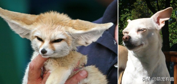 奇异宠物打破我们的固有认知,辟谣奇异生物