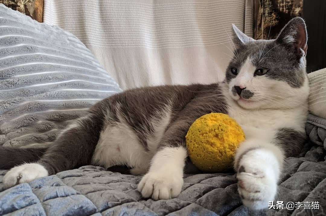 猫咪最喜欢的8类玩具 (铲屎官必备猫玩具大全)