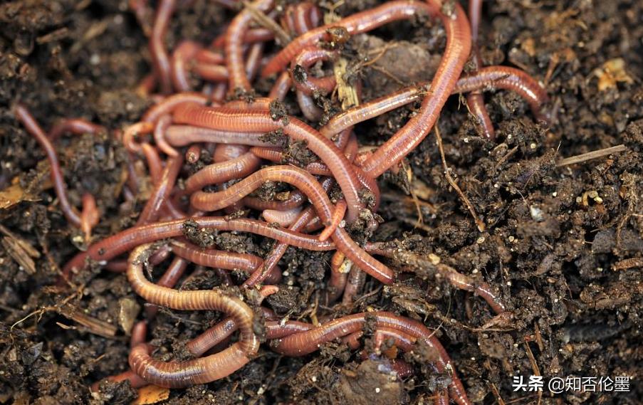 未来几年最赚钱的养殖项目,2021年螃蟹养殖一亩地赚多少钱