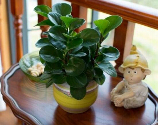 碧玉怎么养才正确,碧玉的养殖方法和注意事项