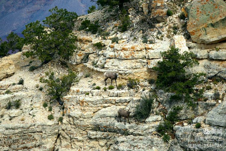 鍖楃編鏋儏闃虫柊,鍖楃編鏋儏鍥剧墖