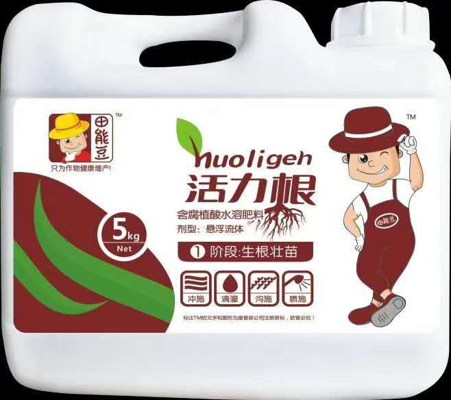 种姜中期管理的全过程,姜怎么养根