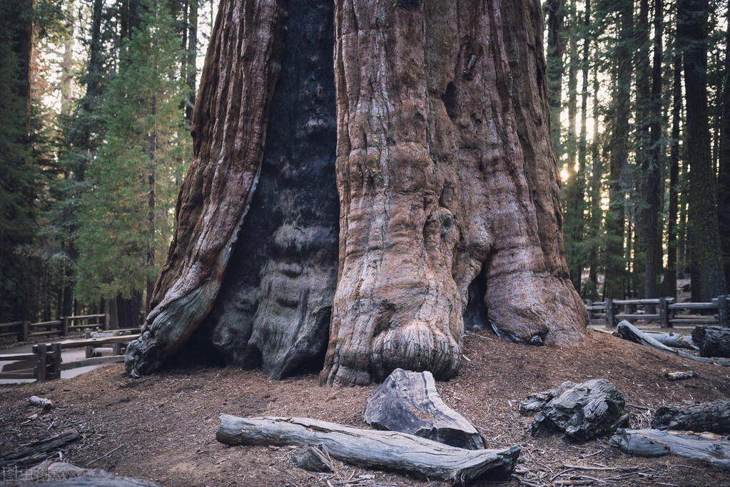 刺猬原则是什么意思,刺猬原则的意思