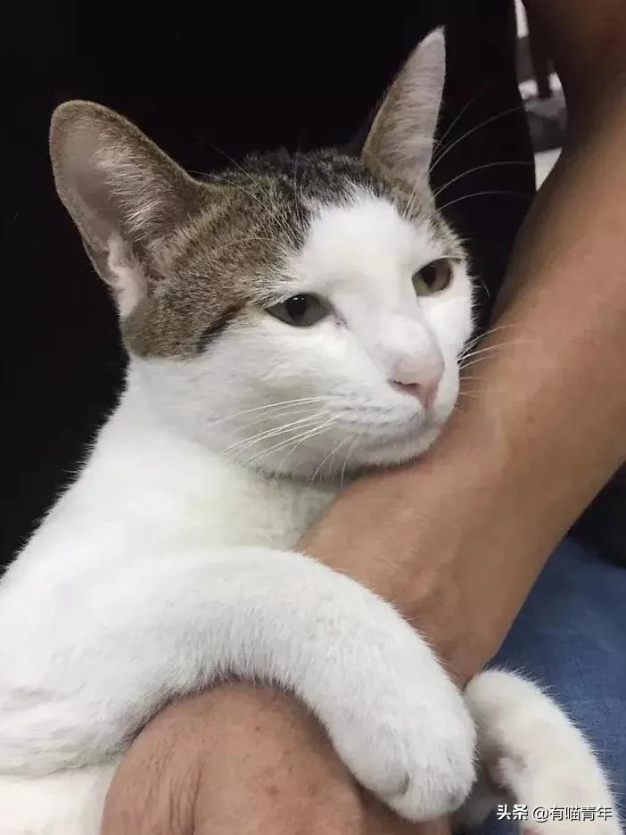 听说给猫起名越贱越好养活,科普给猫起名