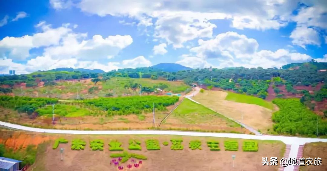 高州荔枝基地介绍,高州荔枝电力产业园