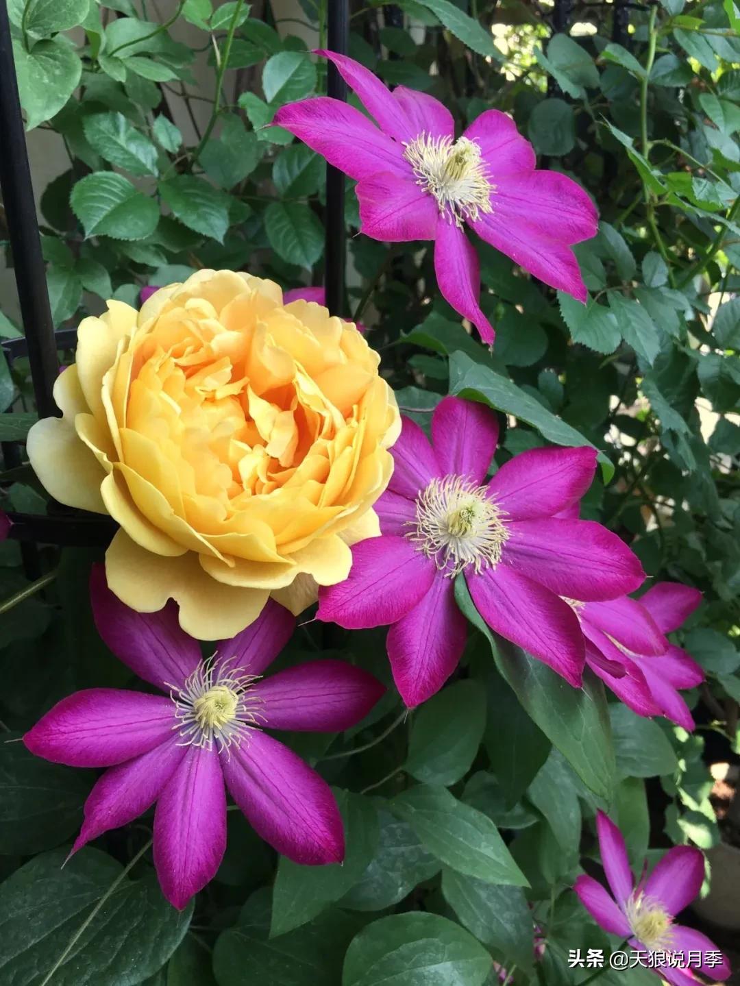 月季春季第一波花要不要剪,月季春季第一波花开后嫁接