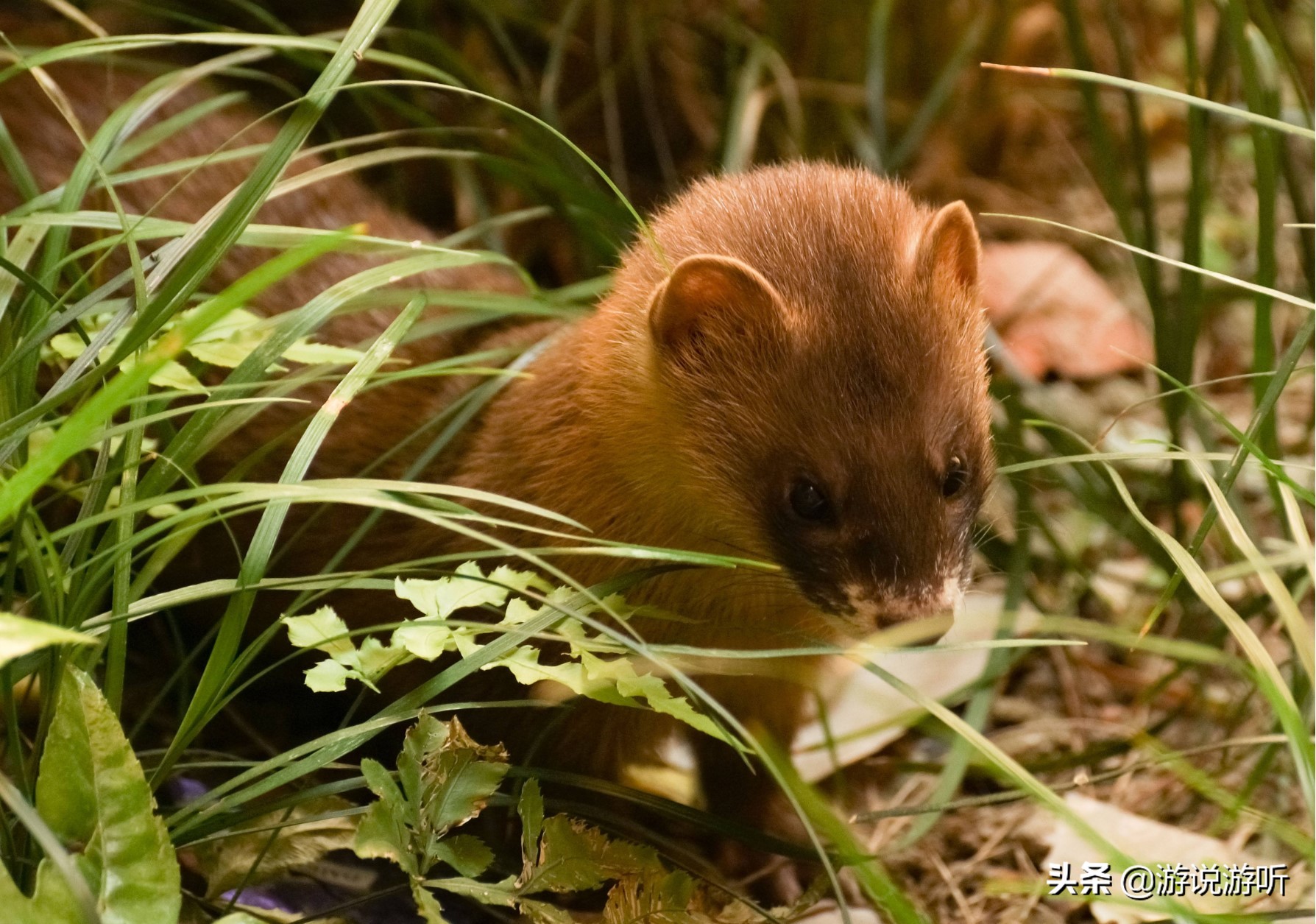 表演东北大仙顺口溜,东北旅游评书