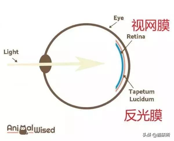 猫砂的100个常识,猫砂成分能被什么反应掉