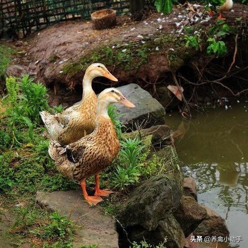 圈养蛋鸭怎么提高产蛋率,养鸭怎么提高质量