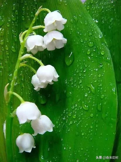 神奇的植物图片及介绍大全,十大最好的神奇植物