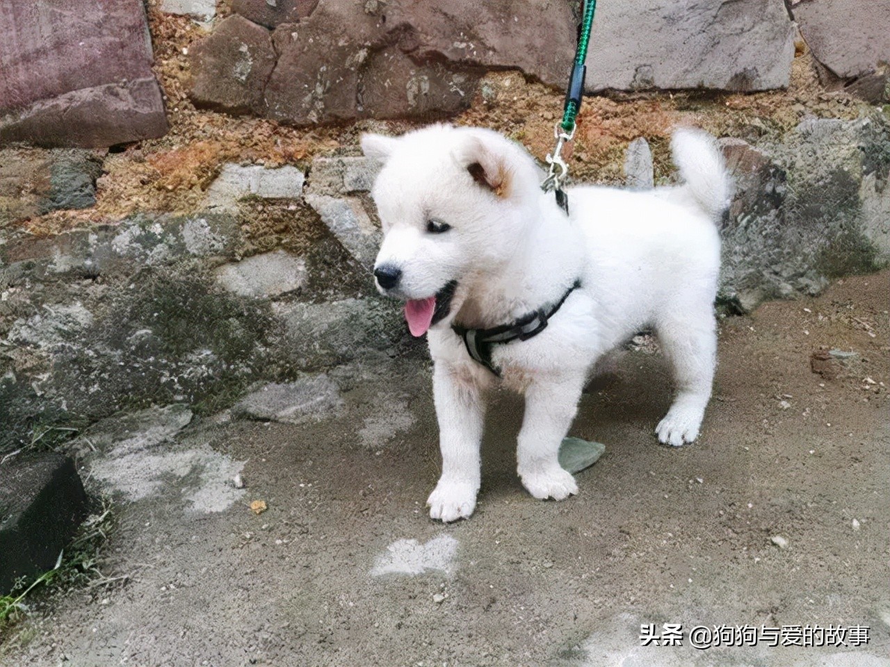 发财了!花了三十五买回的白色土狗,朋友见后说值两千