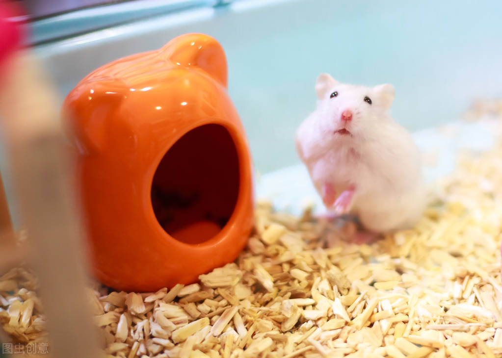 仓鼠的饮水器卡扣拧不动了怎么办,仓鼠没有饮水器怎么喝水