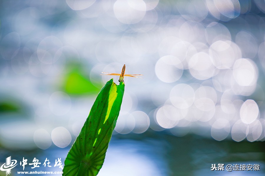 2018，安徽印象「徽镜映像工作室一年图片精选」