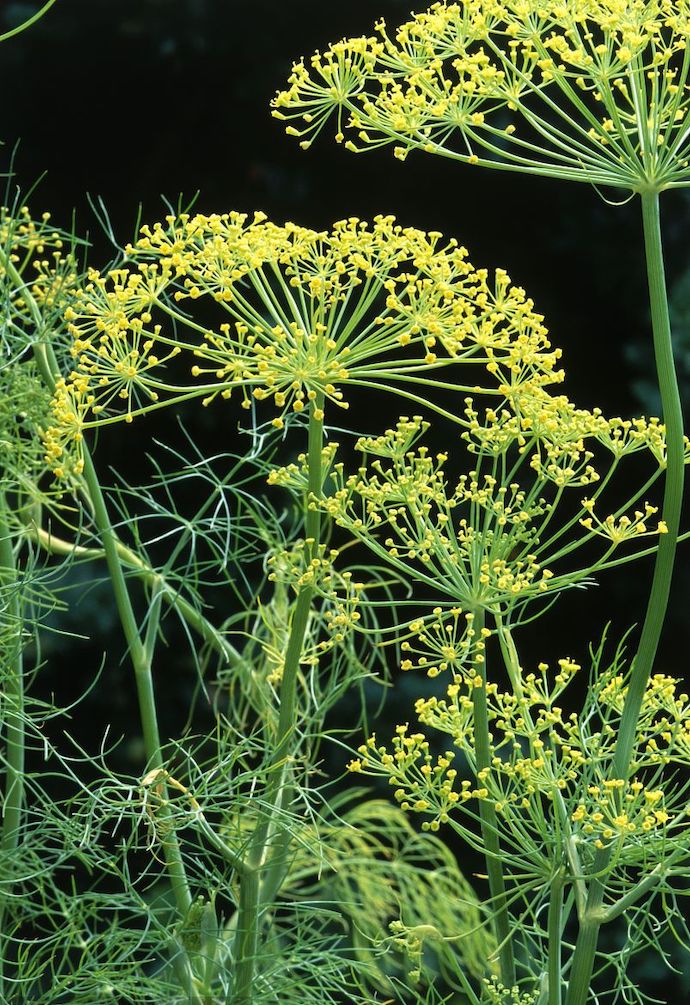 八种身兼多职的鲜花，既是鲜花又是香料！