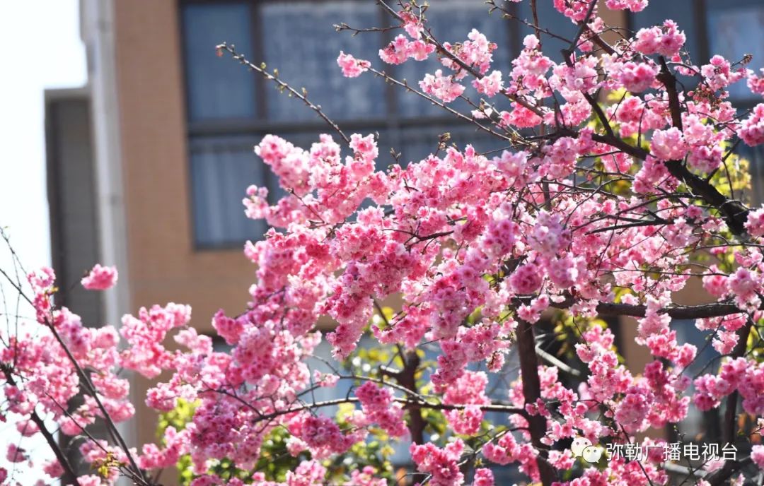 三月弥勒什么地方可以赏花,弥勒3月赏花攻略