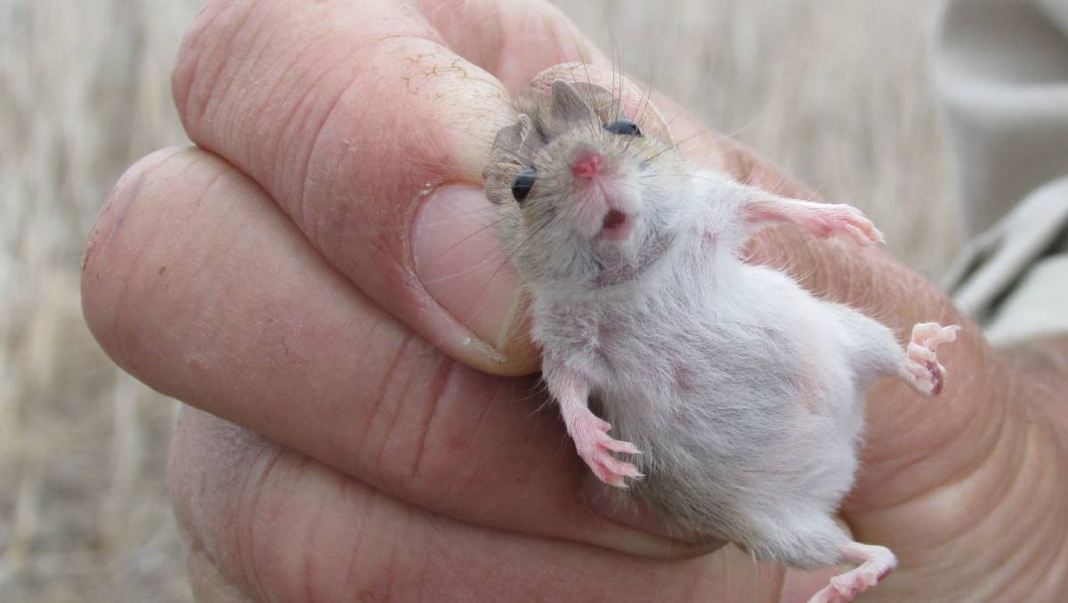 一天抓100只耗子,一天抓百来只田鼠