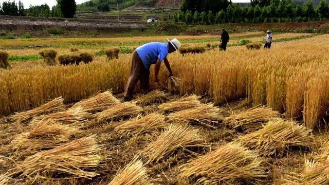 乡情散文经典范文,乡情散文老家