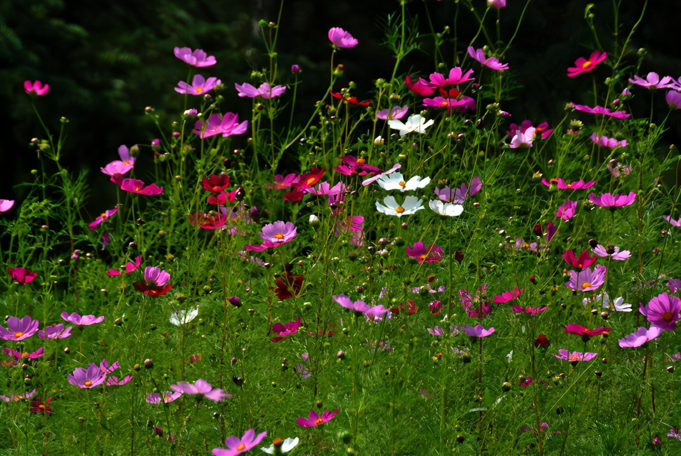 伏尔加的夏秋冬——哈尔滨的俄罗斯庄园