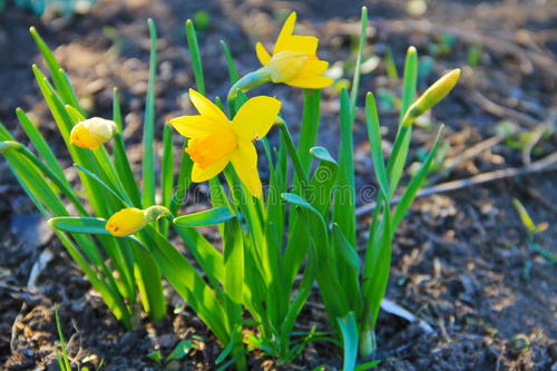 水仙要怎么处理,水仙花哑了是什么原因