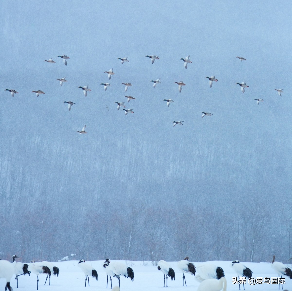 观鸟大年影片,观鸟大年在线观看