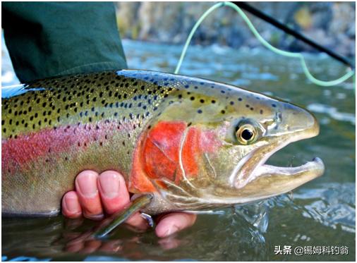 钓三文鱼视频野钓,三文鱼夏季淡水钓法