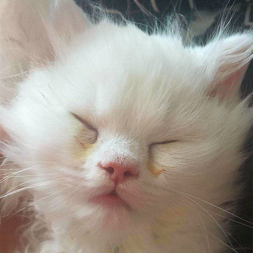 猫咪为什么会传染严重的猫疾病,猫咪传染猫咪的病有哪些症状