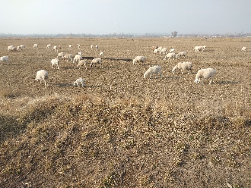 想在农村做宠物养殖,想做养殖种植在山区