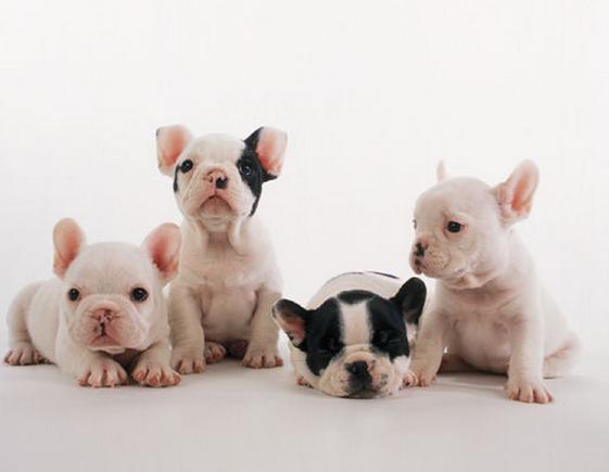 在饲养法牛时，有5*禁大**忌别犯，对它没好处