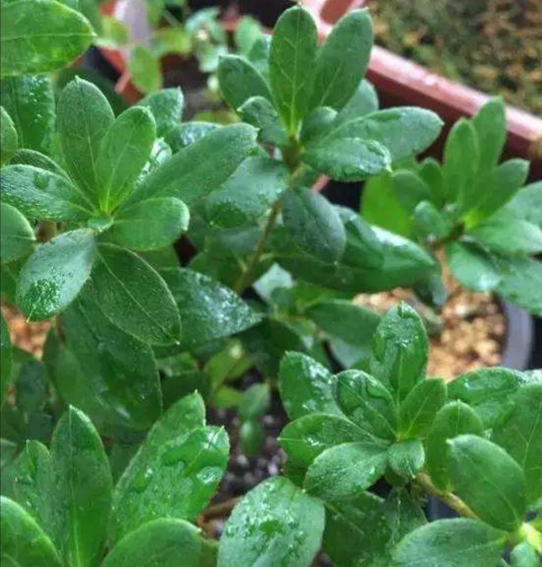 西洋杜鹃黄叶落叶怎么办,新收到的杜鹃花花蔫了怎么办