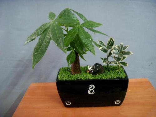 屋里带来财运的花有哪些,家里风水聚财的花是什么